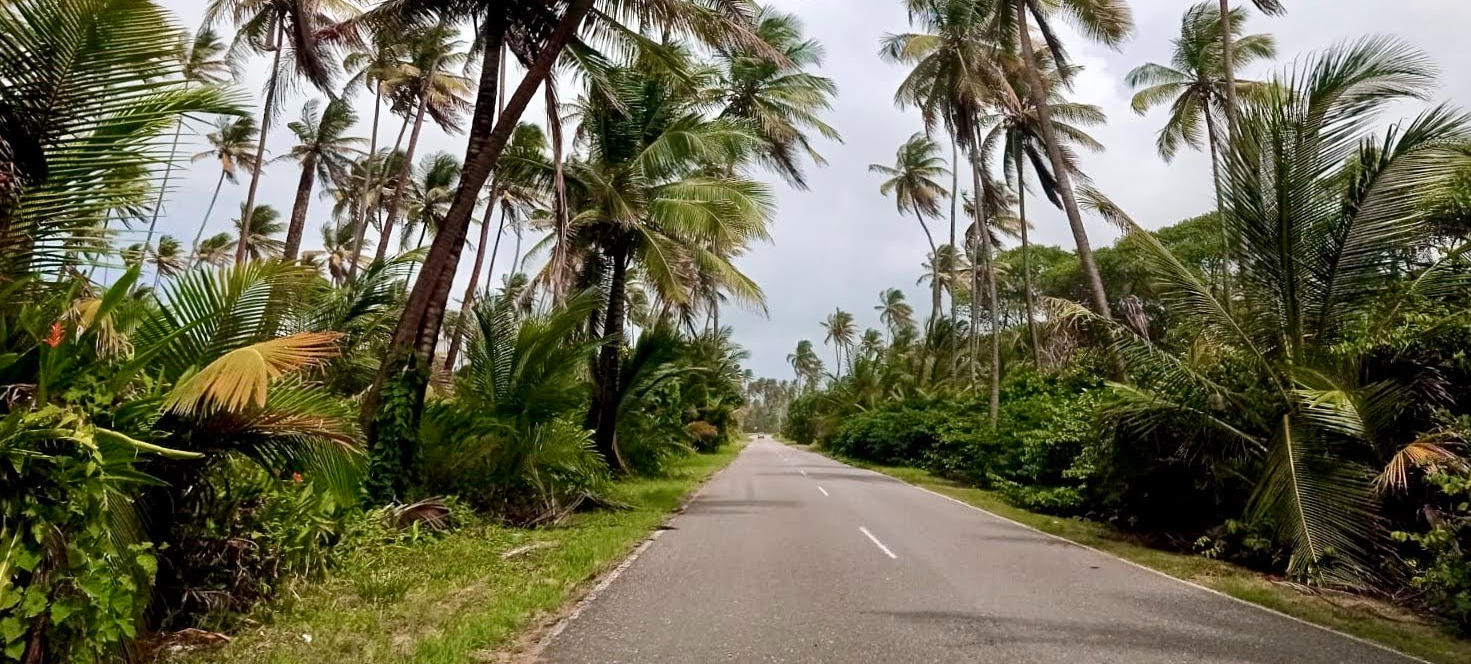 county road lined with coconut trees